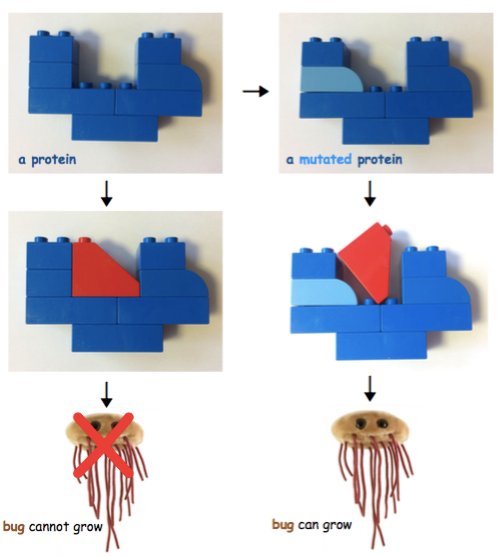How protein mutations can give rise to antibiotic resistance